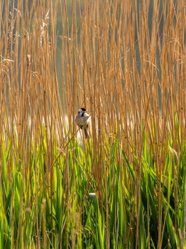Reed bunting on reeds at Pickmere Lake, Pickmere, Knutsford, Cheshire, UK