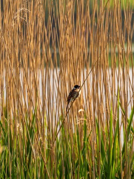 Reed bunting on reeds at Pickmere Lake, Pickmere, Knutsford, Cheshire, UK