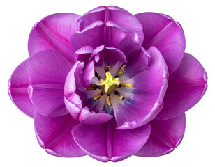  Top-Down View of Purple Tulip Bloom Highlighting Petal Symmetry, Flat Lay Style, Isolated on Transparent Background