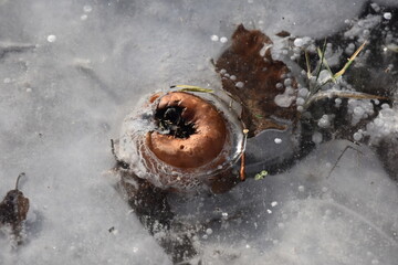 konserviert im Eis
