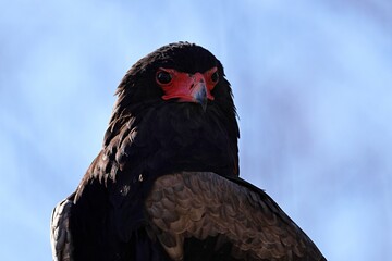 青背景のダルマワシの顔のアップ