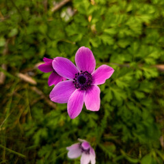 Obraz premium Close-up of a vibrant purple anemone flower blooming in nature with a soft green background.