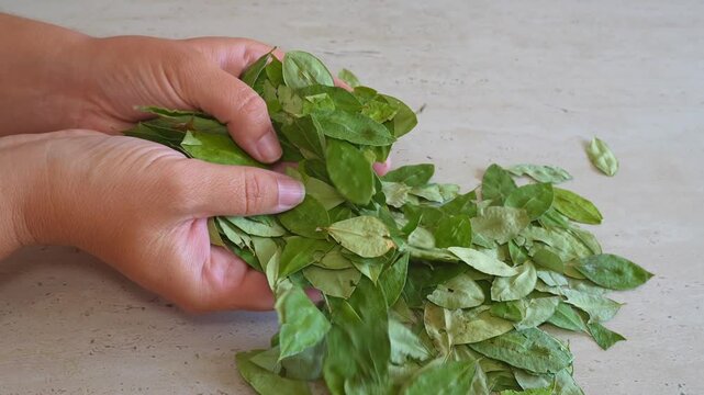 Woman delicately holding a stack of vibrant coca leaves, known for their use in alleviating altitude sickness and deeply rooted in andean cultural practices