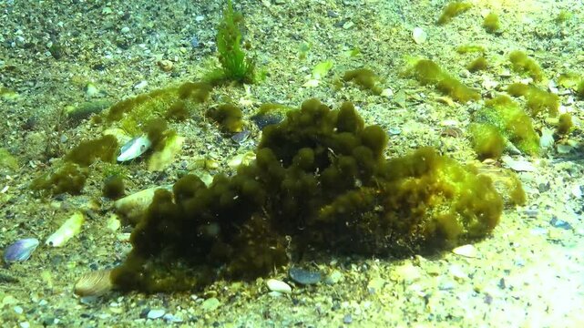 Epiphytic algae in the form of small balls on green algae Enteromorpha sway on the seafloor during a storm in the Black Sea.