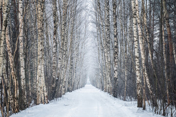 Fototapeta premium Beautiful birch tree alley on frosty Winter day
