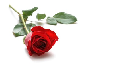a single red rose with green leaves on a white background Concept Red rose close-up, Green leaves, White background, Floral macro, Single bloom