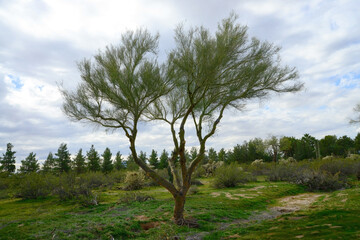 Fototapeta premium Palo Verde Tree, Sonora Desert, Mid Winter