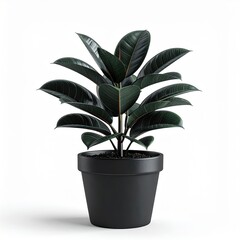 Obraz premium A Dark Green Rubber Plant With Glossy Oval Leaves In A Black Pot On A White Background