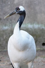 Fototapeta premium タンチョウ