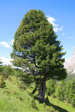 Zirbelkiefer (Pinus cembra) auch Arbe der Zirbel in Berglandschaft, S&uuml;dtirol, Italien, Europa, Heilpflanze 