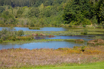 Kleiner See in Schilf- und Moorlandschaft, Bayern, Deutschland