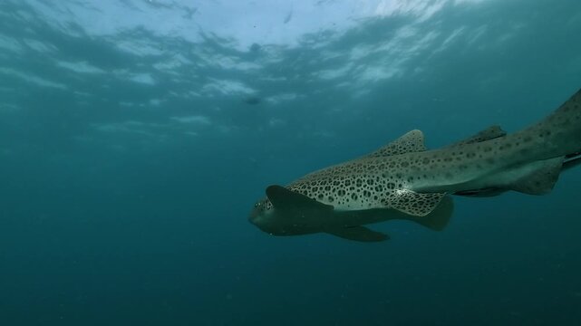 Low-angle underwater view of a leopard shark Stegostoma tigrinum gliding away into open blue water. Counter-shot highlights its spotted pattern, long tail movement, and elegant departure above the ree