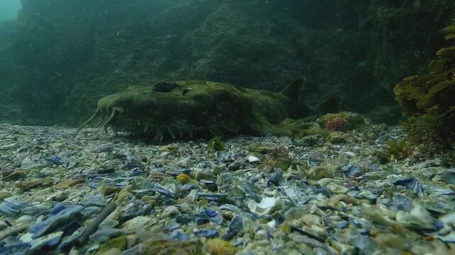 Low-angle underwater view at seabed level of a wobbegong shark Orectolobus maculatus resting motionless on the reef. Close-up details show its barbels and camouflaged facial features while it sleeps.