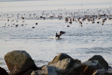 Great Cormorant - directing fish