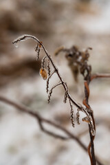 Frozen plants in the garden during black ice in Poland. Selective focus.