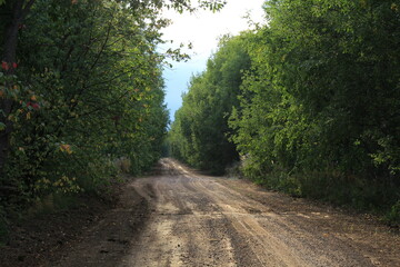 Obraz premium A dirt road in a beautiful forest on a sunny day in late summer
