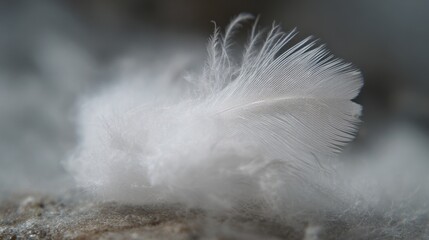 Obraz premium White grey feathers macro texture with soft blurred background, airy cloud dancer color trend, delicate natural plumage detail conveying calm minimal style, lightness, softness and wellness mood