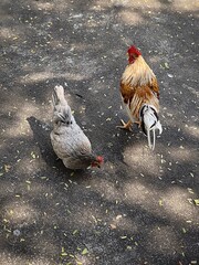 Rooster and Hen on Pavement at Pattaya Temple Thailand