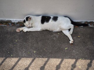 Sleeping Cat Relaxing on Pavement Near Wall at Pattaya Temple in Thailand