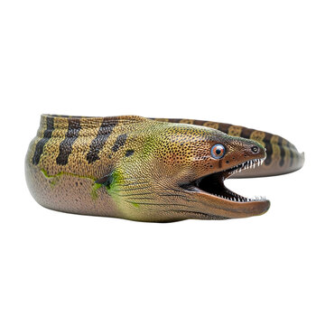 Photorealistic AI generated fimbriated moray eel isolated on transparent background