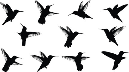Hummingbird silhouettes in flight showing wing motion, flying poses, and wildlife nature illustration isolated on white background for design, decoration, and graphic projects © Shahariar's World