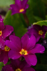 close up of a pink flower with a yellow center, primrose