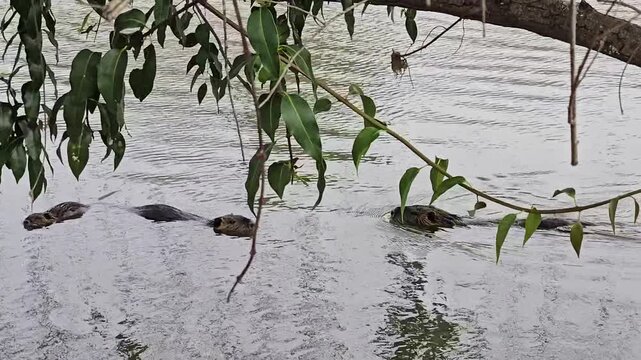 Capybara Puppies Play in Water near their Bush Den
