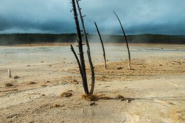 Barren trees in Yellowstone park