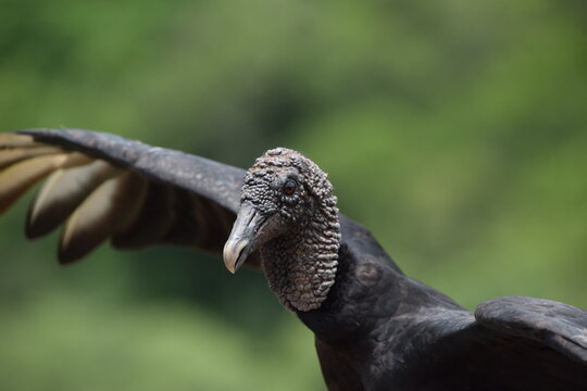 black vulture  portrait close up with green background