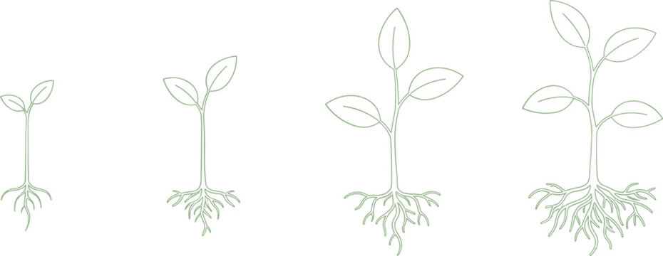 Plant growth stages illustration showing seedling development with roots and leaves minimalist green line vector design set