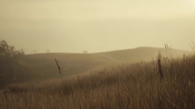 Dry grass stalks sway gently in the foreground with rolling hills and a hazy, warm light creating a serene mood, capturing the essence of a tranquil morning or peaceful evening landscape