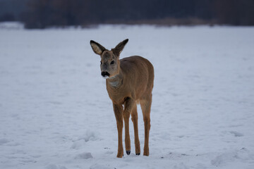 Obraz premium A young male roe deer standing on a frozen lake covered with snow, gazing toward the camera on a cloudy winter evening. 