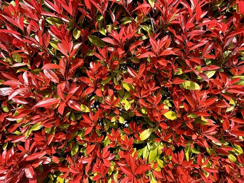 Close up texture of vibrant red and green leaves of Red Robin hedge photinia glabra in spring sunlight. Natural botanical pattern background of dense foliage for gardening and landscaping design.