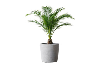 Obraz premium Cycad palm with symmetrical fronds in clean white tapered planter, isolated on a transparent background
