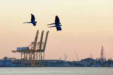 Obraz premium Beautiful parrots flying in the sky during sunset. Free flying bird