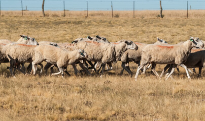 Fototapeta premium Sheep farming in rural environment,Patagonia,Argentina