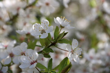 Obraz premium Zarte erste weiße Blüten am Baum im Frühling