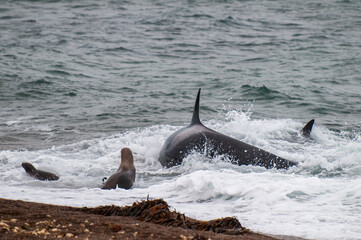 Orca stranding, hunting a sea lion pup, in Patagonia coast,  Peninsula Valdes, Patagonia Argentina.