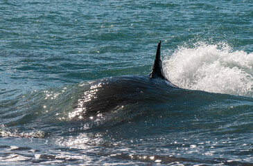 Fototapeta premium Orca, hunting a sea lion pup, in Patagonia coast, Peninsula Valdes, Patagonia Argentina.