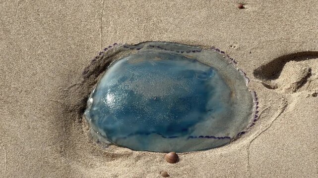 Tilt down shot barrel jellyfish on beach Zoutelande North Sea