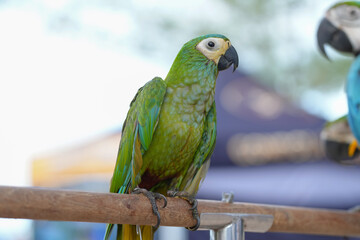 Red bellied macaw ,Hahns macaw free-flying pet birds  © Sanit