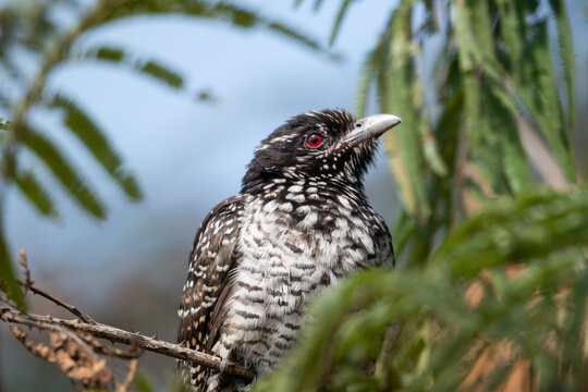 Close-up of a female Asian koel perched on a tree branch.