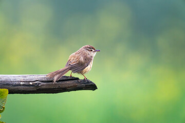 Obraz premium Plain Prinia (Prinia inornata) perched on a dry branch in a natural grassland habitat.