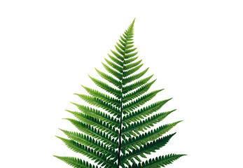 Green fern leaf frond symmetrical botanical plant structure detail, isolated on a transparent background