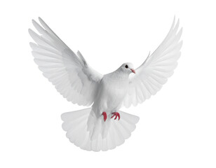 Obraz premium Elegant white dove in mid-flight, wings outstretched, symbolizing peace and hope