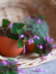 Purple deadnettle flower (Lamium purpureum) growing in eggshell placed in wicker basket, close up. Concept of Easter decor detail, botanical eco lifestyle, natural background for card.
