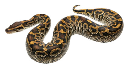 Fototapeta premium Ball Python snake with brown and gold patterned scales, coiled and isolated PNG with Transparent Background