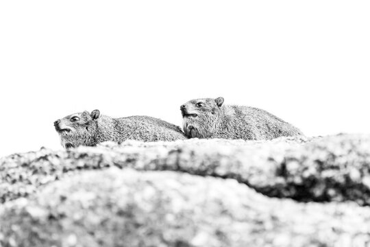 Dassies on a rock