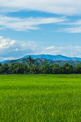 green rice field and mountain in Thailand