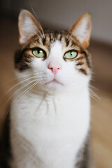 Obraz premium Close up portrait of a cute tabby and white cat with green eyes looking at camera. Domestic pet concept with soft natural light and shallow depth of field.